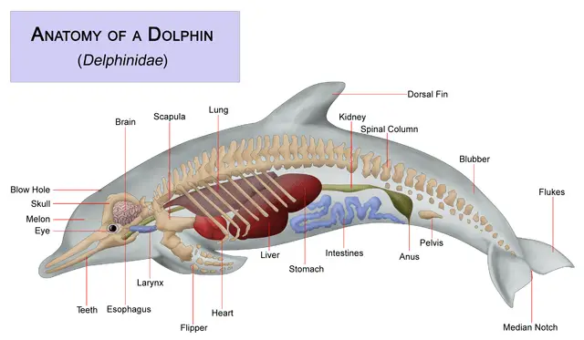 Dolphin body parts