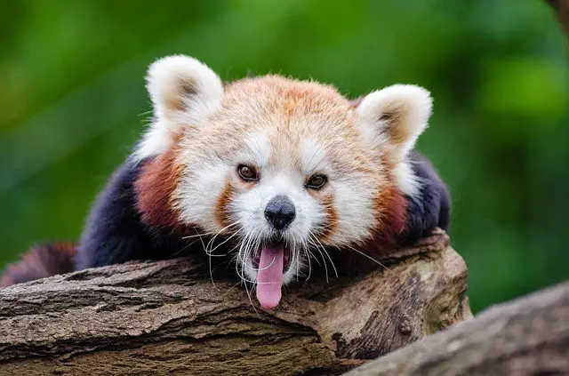 Red Panda Facts For Kids