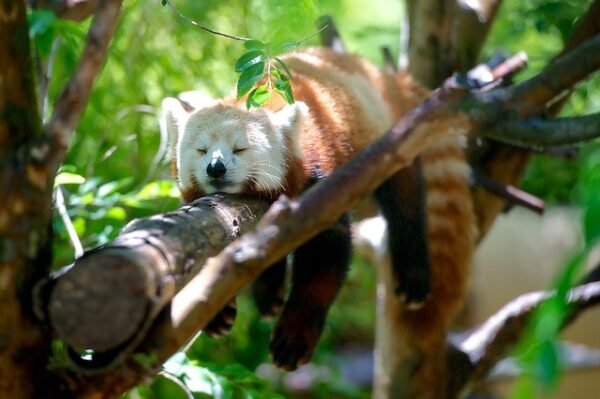 What Does A Red Panda Sound Like Red Panda Facts For Kids - Red Panda Information For Kids - Kidz Feed