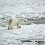 Where Do Polar Bears Live