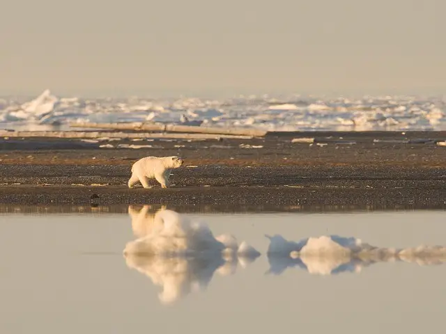 Where Do Polar Bears Live in the arctic