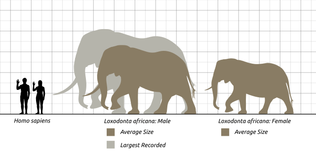 Elephant size comparison