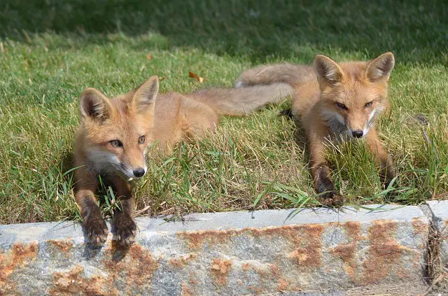 Do Kit Foxes Eat Cats