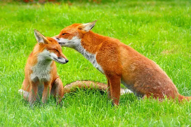 Do Red Foxes Eat Cats
