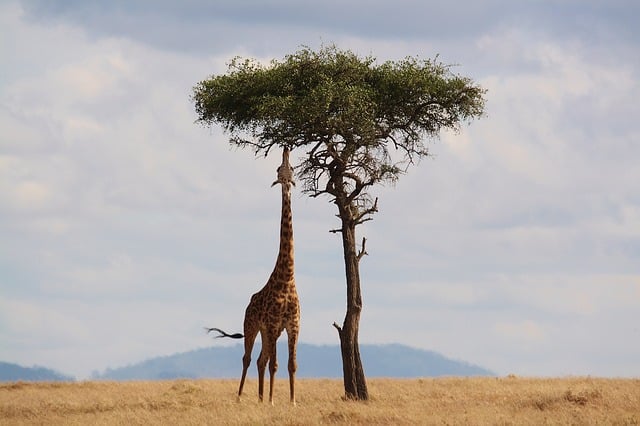 Giraffe Height