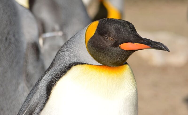 Emperor Penguin Facts For Kids