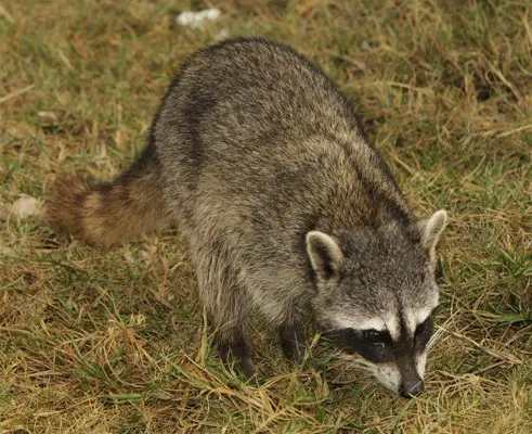 The Cozumel raccoon (Procyon pygmaeus) 