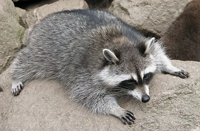 The common raccoon (Procyon lotor)