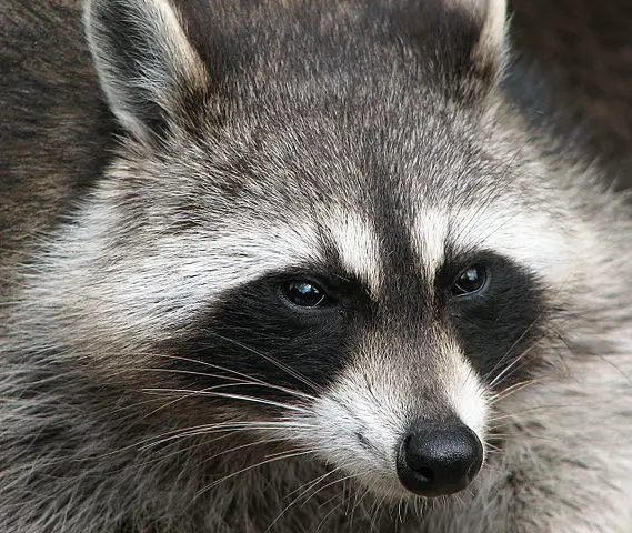 What Does A Raccoon Look Like