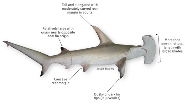 Hammerhead Shark Diagram