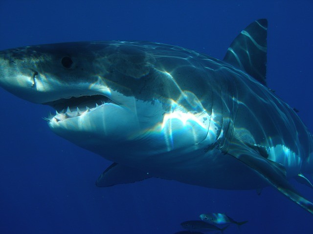 Great White Shark Appearance