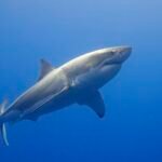 Great White Shark Facts