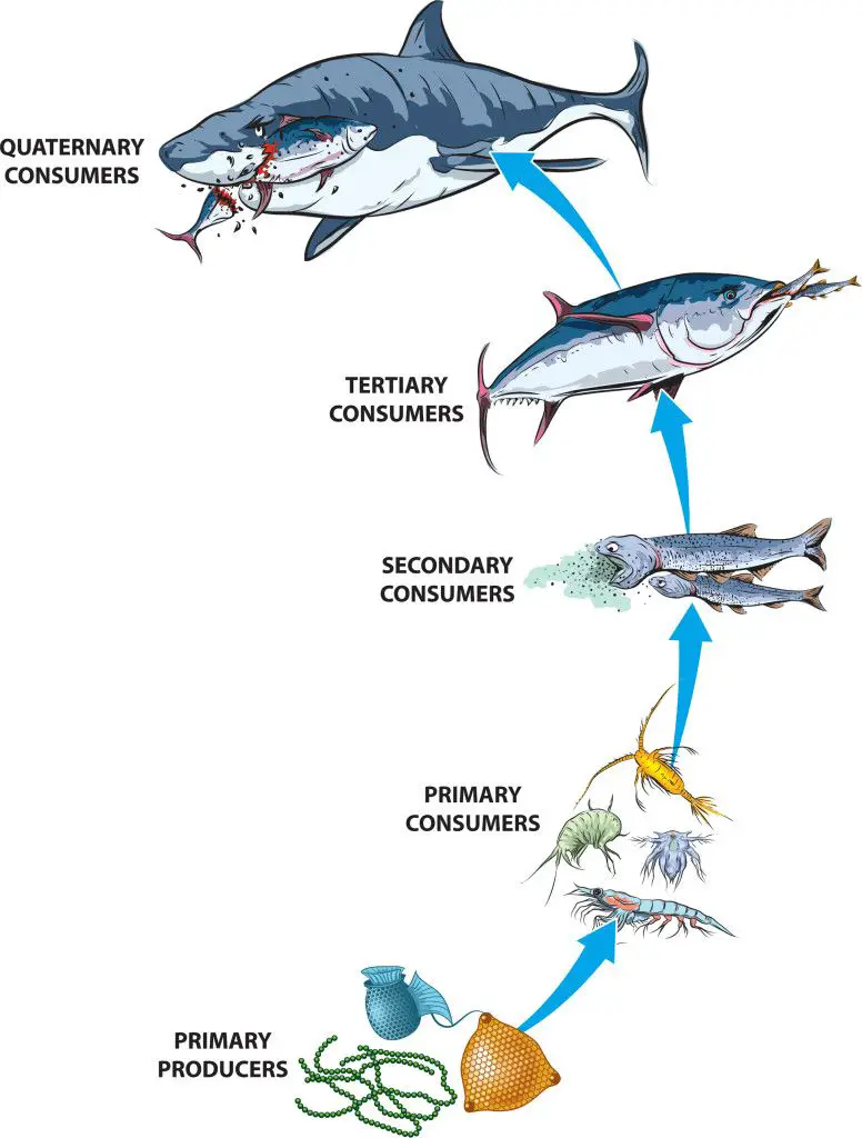 Great White Shark Food Chain