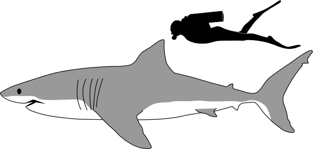 How Big is a Great White Shark