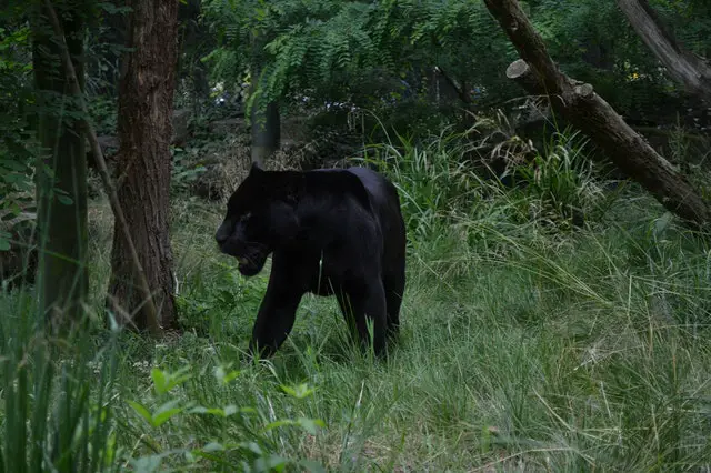 Black Panther In Natural Habitat