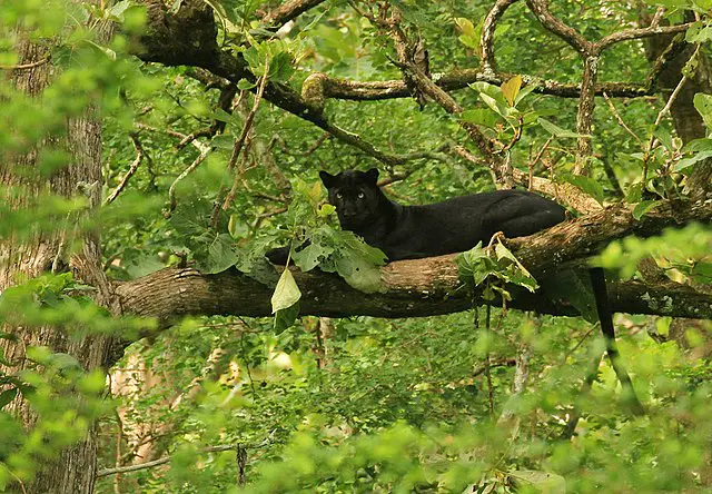 Black Panther in a Tree