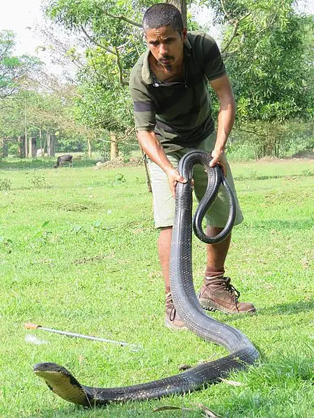 King Cobra Size