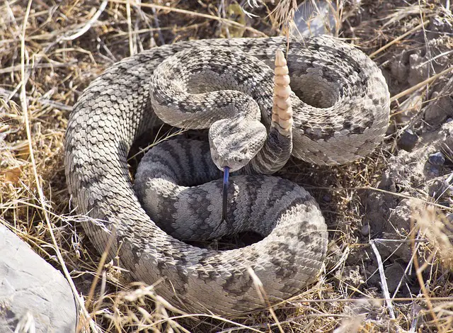 all about rattlesnake