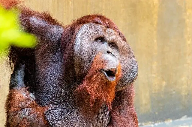 All About Orangutans
