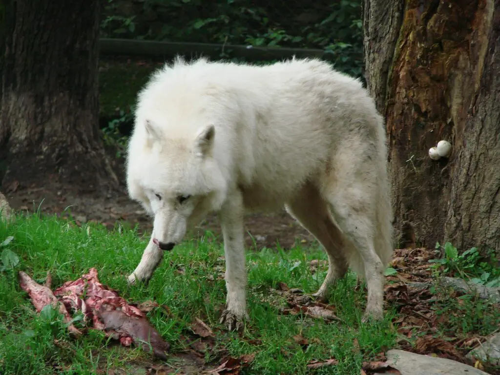 Arctic Wolf Diet