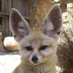 Fennec Fox Ears