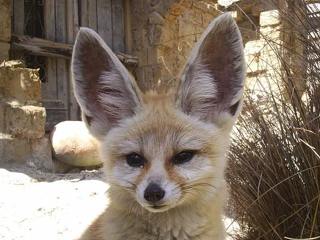 Fennec Fox Ears