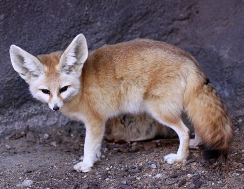 Fennec Fox Facts For Kids - Desert Fox Facts