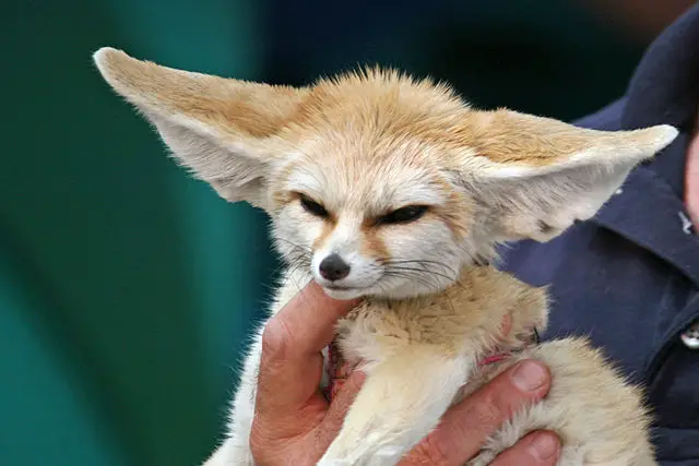 Fennec Fox Facts For Kids