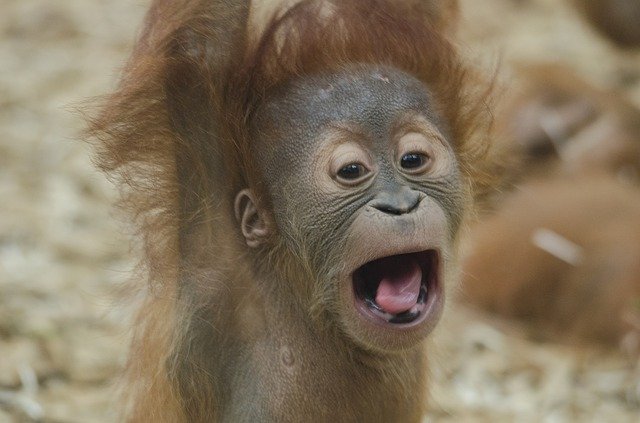 Orangutan Baby Facts