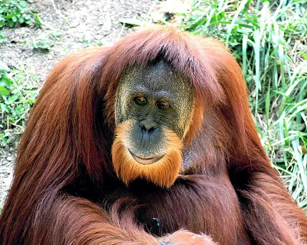 Orangutan Facts For Kids