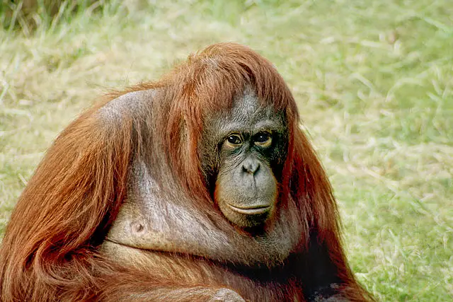Orangutan Facts