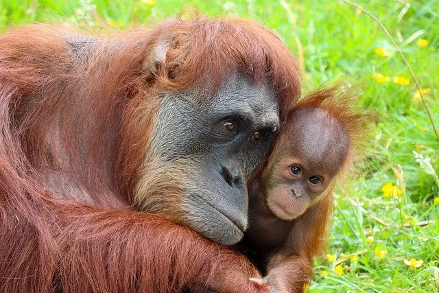 Orangutan Mother And Baby Relationship