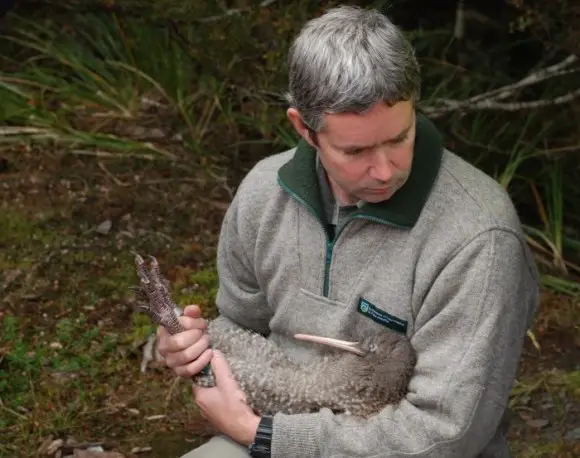 Kiwi Bird Conservation