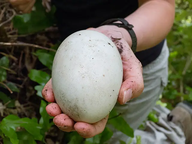 Kiwi Bird Egg Size