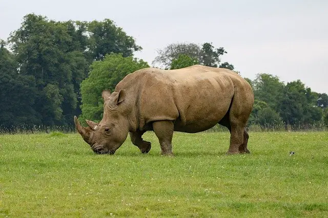 Rhino Facts For Kids