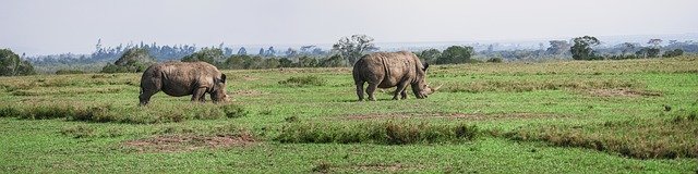 Rhino Habitat