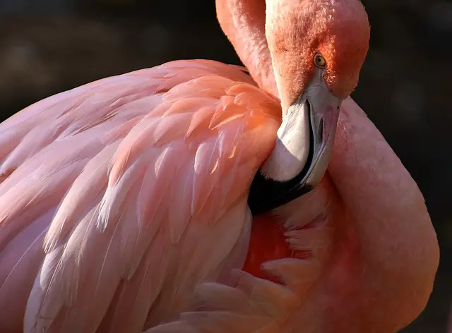 Flamingo Adaptations