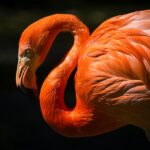 Flamingo Facts for Kids