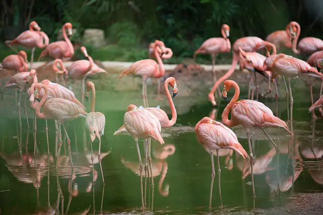 Flamingos Information For Kids