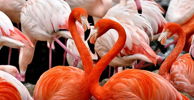Flamingos Information