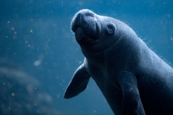 Manatee baby facts