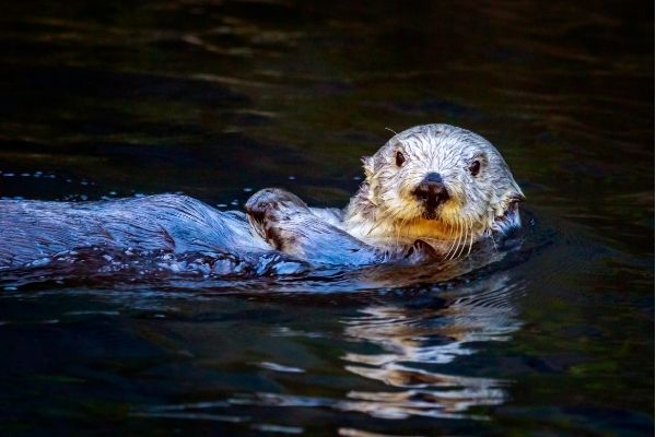 Sea otter facts