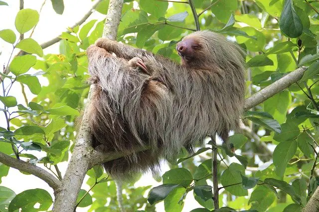 Where Do Sloths Live