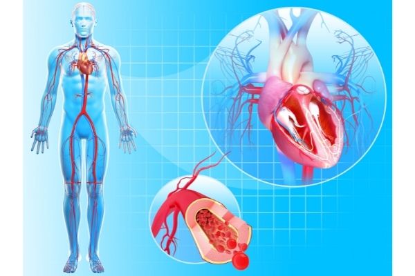 all about Circulatory System