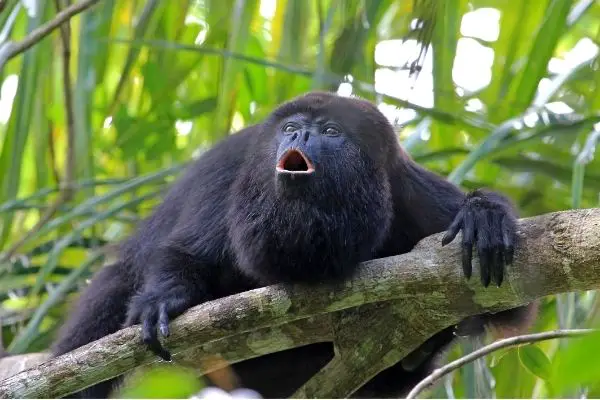 all-about-howler-monkey behaviour