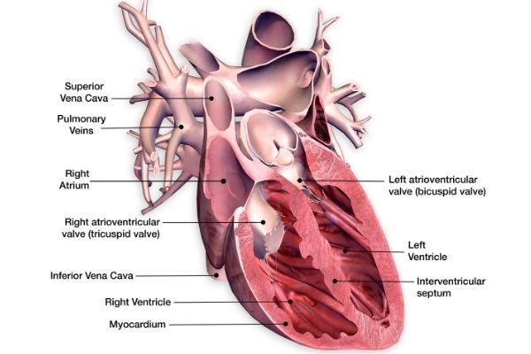 human heart diagram facts