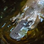 platypus facts
