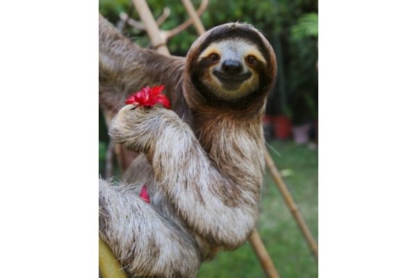 sloth facts about kids