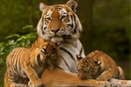 Siberian Tiger Facts For Kids - Amur Tiger Facts For Kids