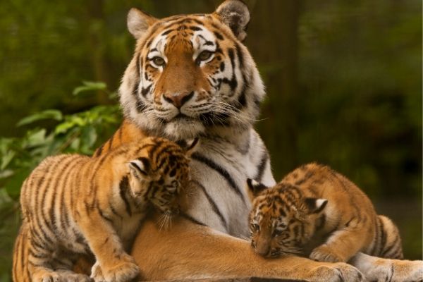 Siberian tiger cubs fact